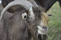 Bode com chifres em ambiente natural, representando simbolismo de sonhos